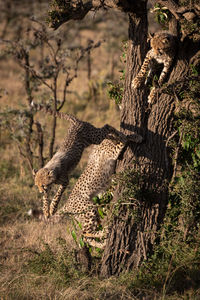 Young cheetahs playing on tree trunk