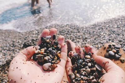 High angle view of seashells on beach