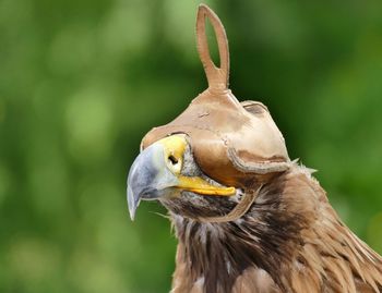 Close-up of golden eagle