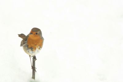 Close-up of bird perching on white background