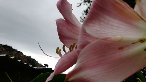 Close-up of purple flower