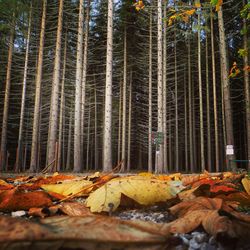 Fallen leaves on tree trunk in forest