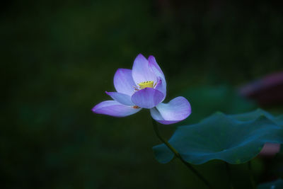 Close-up of purple flower