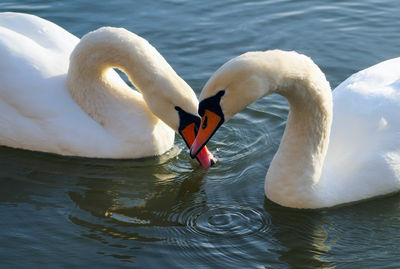 Swans swimming in lake