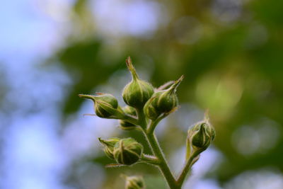 Close-up of green flowering plant