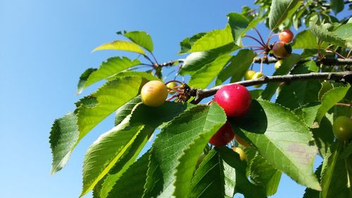 Low angle view of fruits on tree