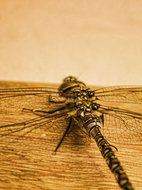 Close-up of insect on wood