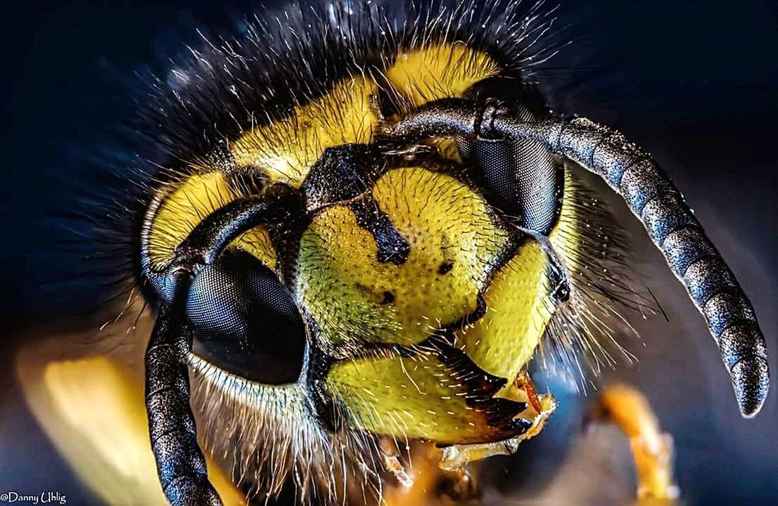 animal, animal themes, one animal, animal wildlife, close-up, animals in the wild, animal body part, yellow, focus on foreground, no people, animal head, portrait, vertebrate, eye, looking at camera, outdoors, extreme close-up, invertebrate, insect, nature, animal eye, animal mouth, animal nose, marine