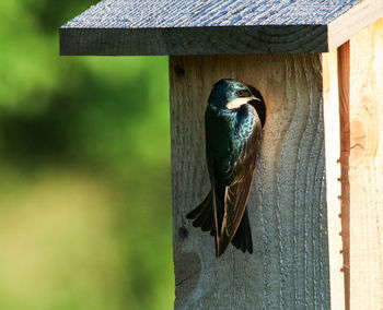 Close-up of bird perching on wooden post