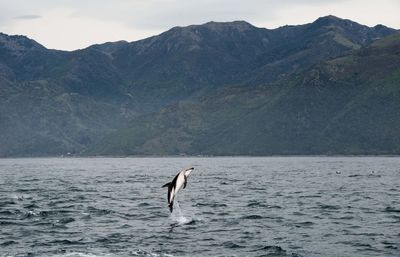 View of horse in sea against mountain range