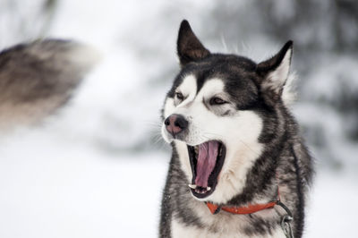 Siberian husky yawning while standing outdoors during winter