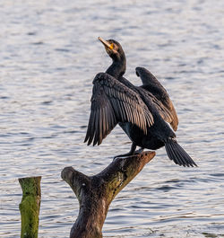 Bird perching on wooden post in lake