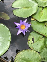 High angle view of purple water lily in lake