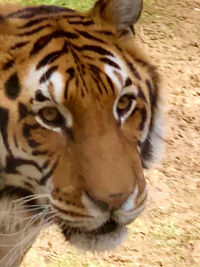 Close-up of a cat