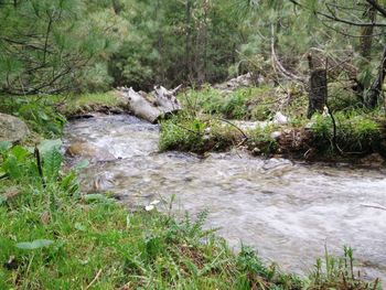 Scenic view of stream flowing in forest