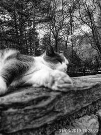 Close-up of cat looking away