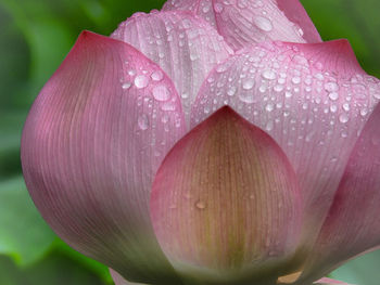 Close-up of raindrops on pink water lily