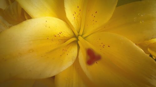 Close-up of yellow flowering plant