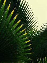 Low angle view of palm trees