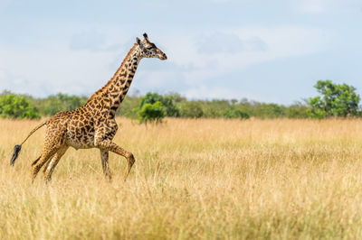 Giraffe running on field against sky