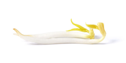 Close-up of yellow pepper against white background