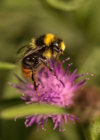 Close-up of bumblebee on thistle