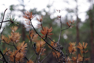 Close-up of flowering plants against blurred background