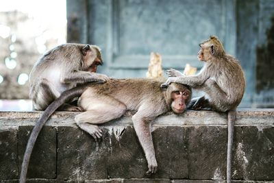 Three cute monkeys