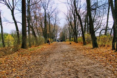 Trees and dog in forest during autumn