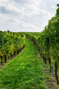 Vineyard against sky