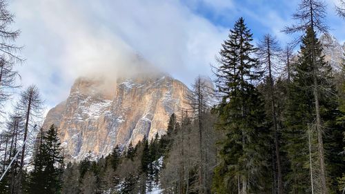 Low angle view of pine trees against sky during winter