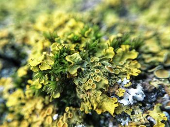 Close-up of lichen growing on rock