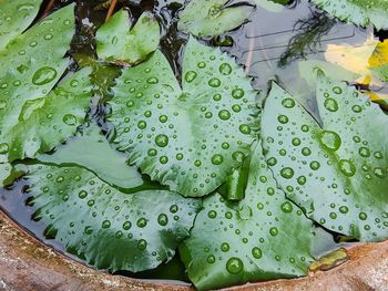 High angle view of raindrops on water lily
