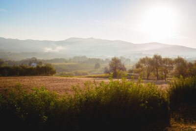 Scenic view of field against sky