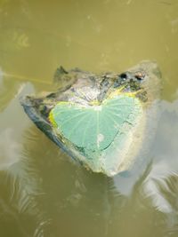 High angle view of insect in water
