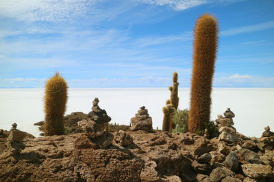 Giant cactus plants and cairn stones on isla incahuasi against the immense uyuni salt flats, bolivia