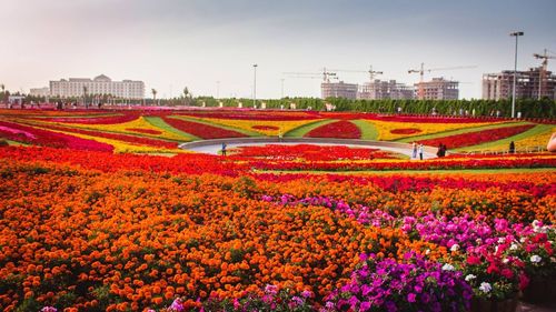 Colorful flowers in field