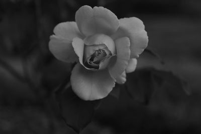 Close-up of rose against blurred background