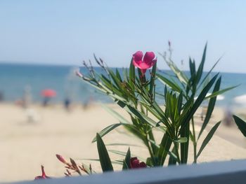 Close-up of pink flowering plant against sea