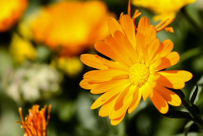 Close-up of yellow flower blooming outdoors