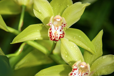 Close-up of wet flower on plant