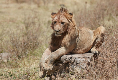 View of a cat sitting outdoors