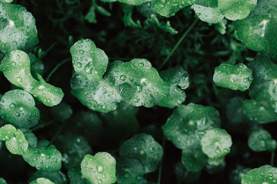 Close-up of raindrops on leaves