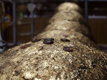 Close-up of rocks on tree trunk