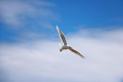 Low angle view of seagull flying against sky