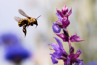 Close-up of bee buzzing by purple flower