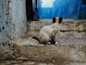 Cat sitting on wall