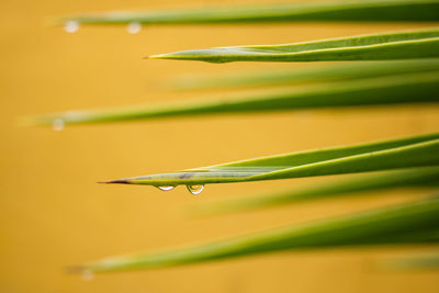 Close-up of damselfly on leaf