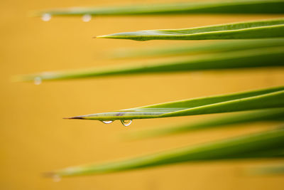 Tilt image of wet grass