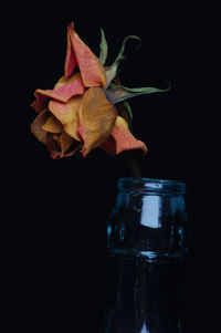 Close-up of wilted flower in vase against black background